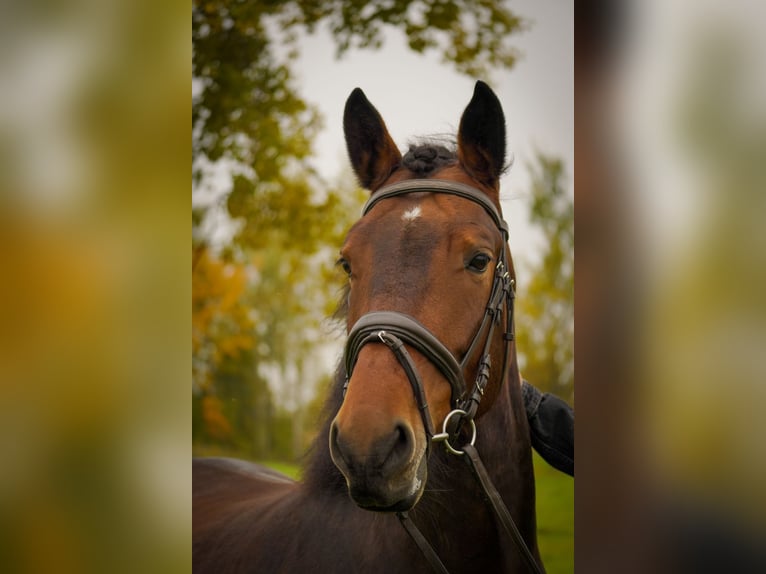 Other Breeds Mare 8 years 15 hh Bay-Dark in Vilnius