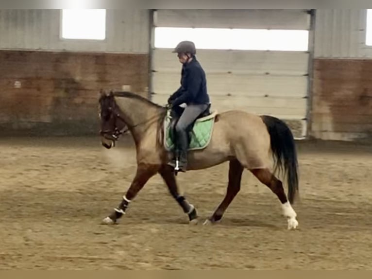 Other Breeds Mix Mare 8 years 15 hh Dun in Red Deer Alberta