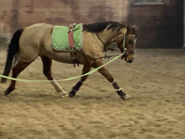 Other Breeds Mix Mare 8 years 15 hh Dun in Red Deer Alberta