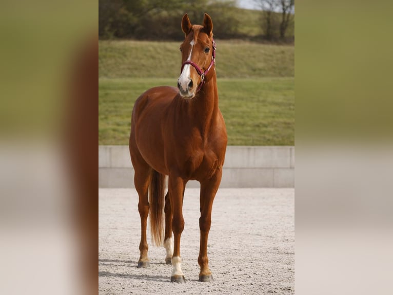 Other Breeds Mare 8 years 15,1 hh Chestnut-Red in Nettersheim