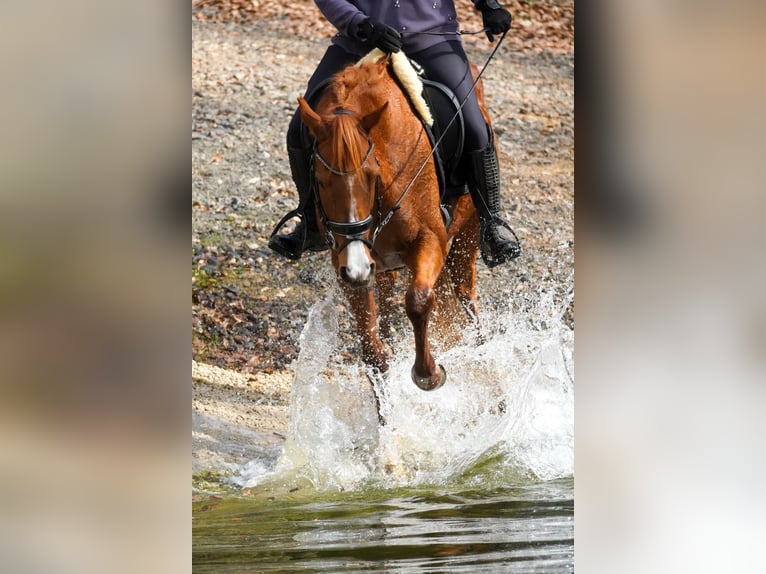Other Breeds Mare 8 years 15,1 hh Chestnut-Red in Nettersheim