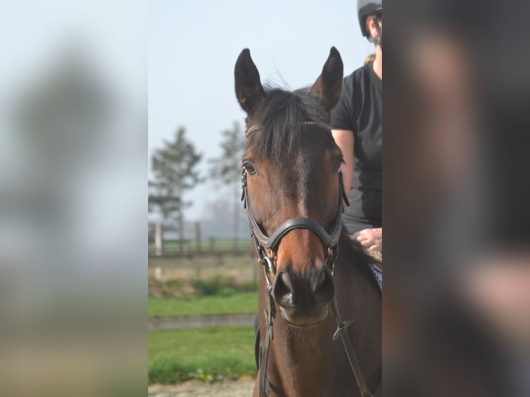 Other Breeds Mare 8 years 15,2 hh Brown in Breda