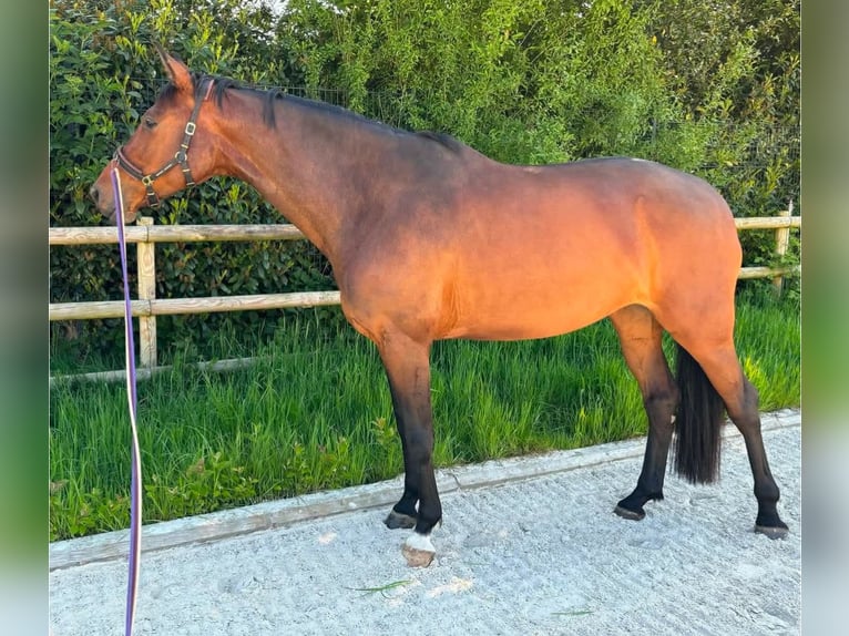 Other Breeds Mare 8 years 16,1 hh Brown in Visbek