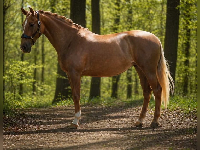 Other Breeds Mare 8 years 16.1 hh Palomino in Nettersheim