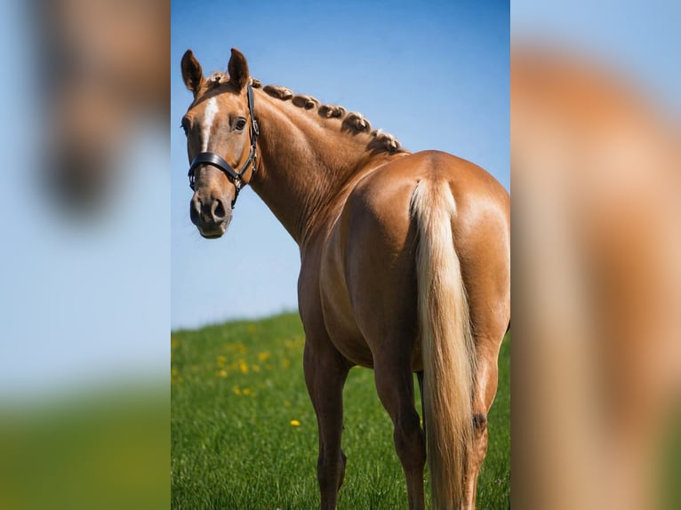 Other Breeds Mare 8 years 16.1 hh Palomino in Nettersheim