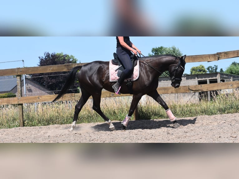 Other Breeds Mare 8 years 16 hh Black in Achtmaal