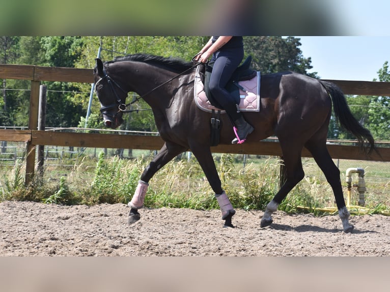 Other Breeds Mare 8 years 16 hh Black in Achtmaal