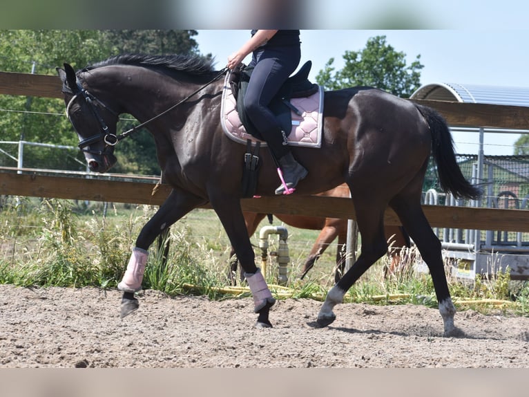 Other Breeds Mare 8 years 16 hh Black in Achtmaal