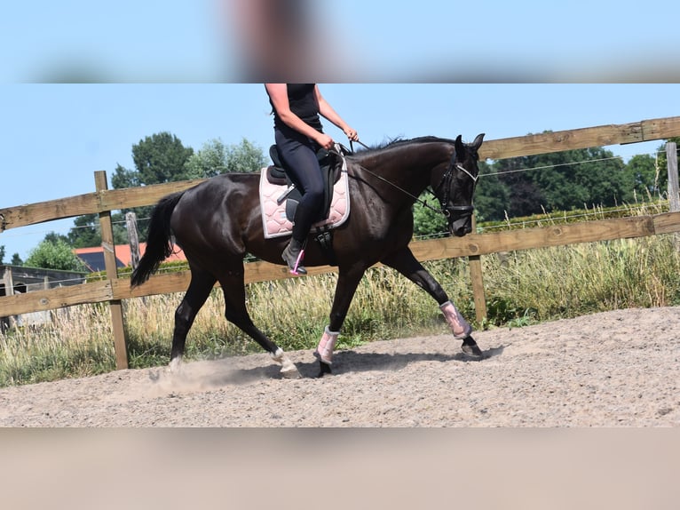 Other Breeds Mare 8 years 16 hh Black in Achtmaal