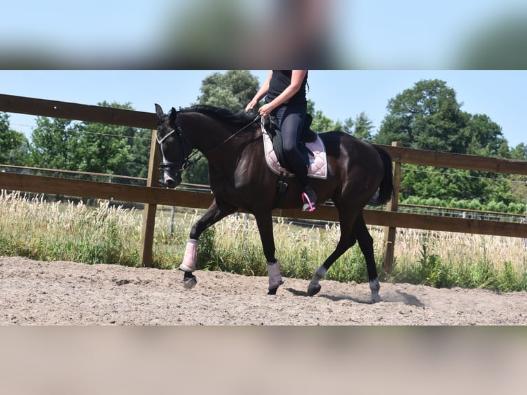 Other Breeds Mare 8 years 16 hh Black in Achtmaal