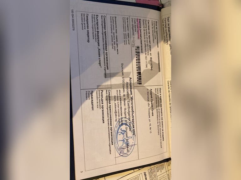 Other Breeds Mare 8 years 16 hh Brown in Freystadt Other Breeds Mare 8 years 16 hh Brown in Freystadt