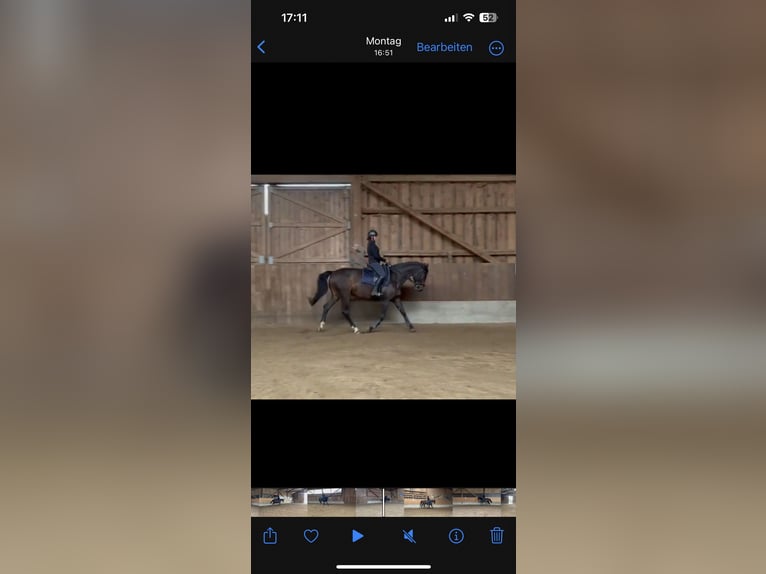 Other Breeds Mare 8 years 16 hh Brown in Freystadt Other Breeds Mare 8 years 16 hh Brown in Freystadt