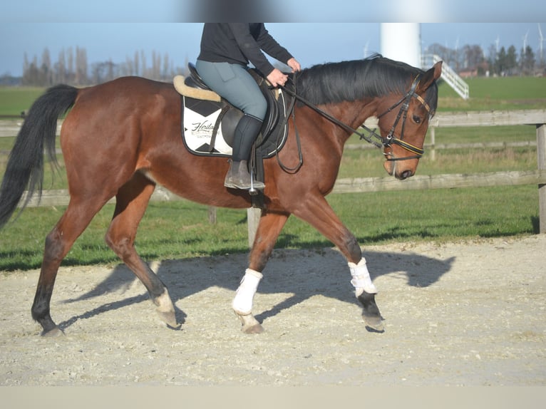 Other Breeds Mare 8 years 16 hh Brown in Breda