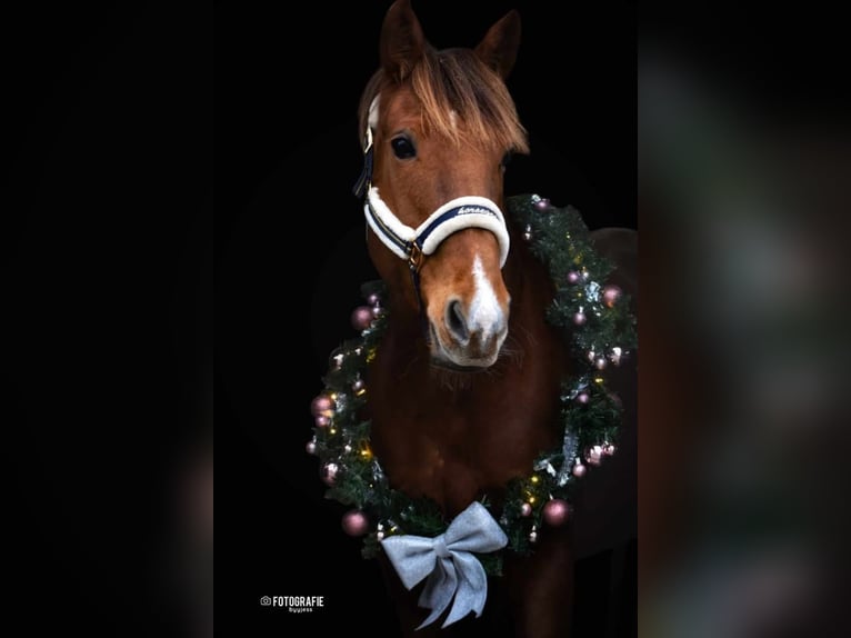 Other Breeds Mare 8 years 16 hh Chestnut-Red in Achtmaal