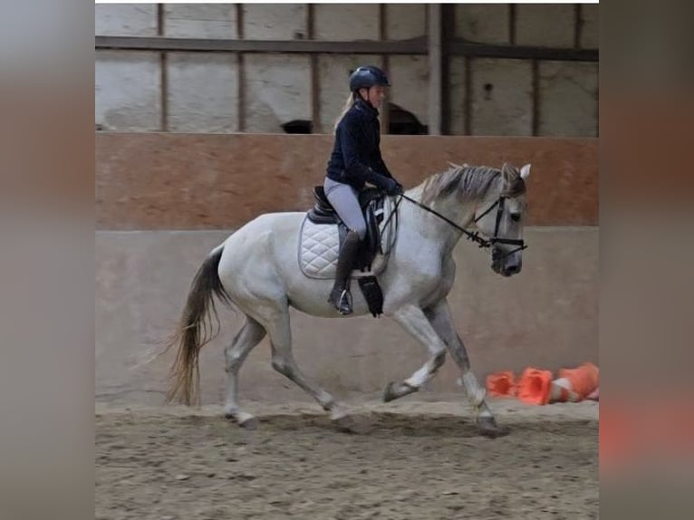 Other Breeds Mare 8 years 16 hh Gray in Schwäbisch Gmünd