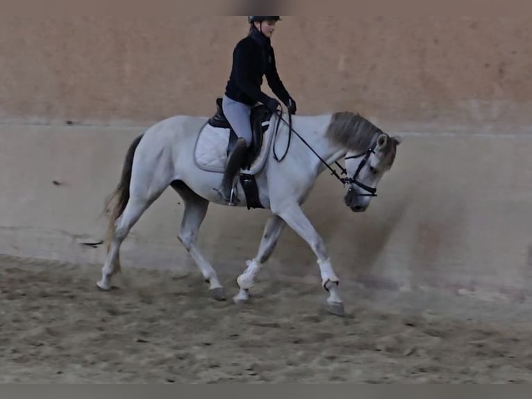 Other Breeds Mare 8 years 16 hh Gray in Schwäbisch Gmünd