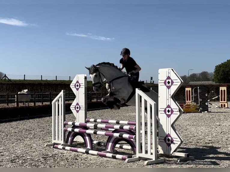 Other Breeds Mare 8 years 16 hh Gray-Fleabitten in Ammerzoden