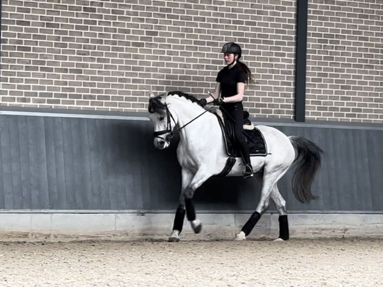 Other Breeds Mare 8 years 16 hh Gray-Fleabitten in Ammerzoden