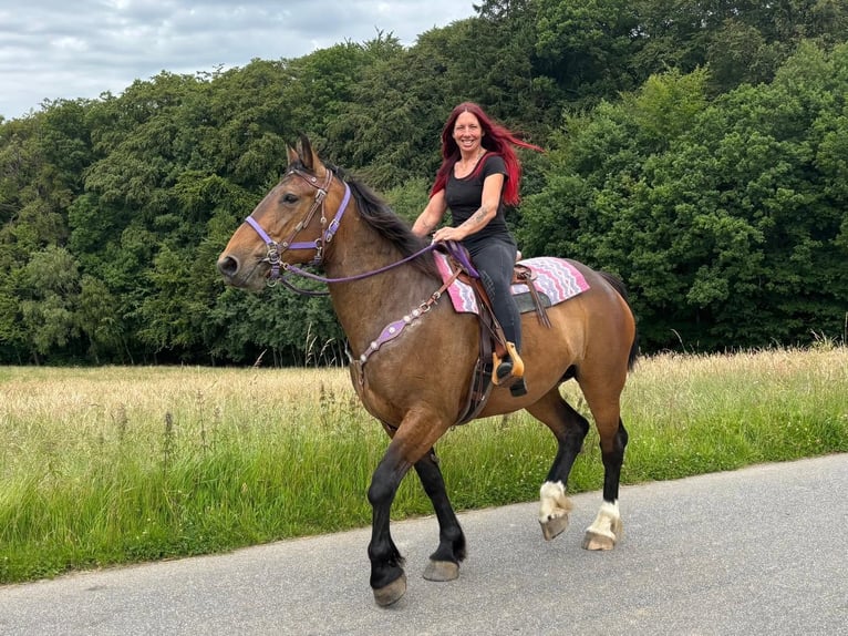 Other Breeds Mare 8 years 17 hh Brown in Linkenbach