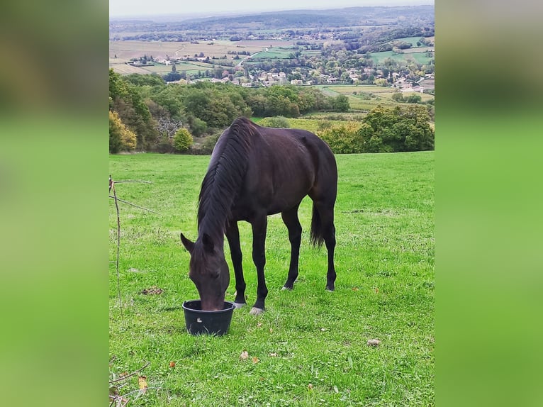 Other Breeds Mare 8 years Bay-Dark in Aze