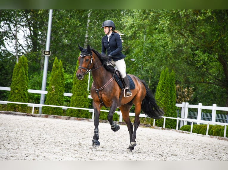 Other Breeds Mare 8 years in Rz&#x119;szyce