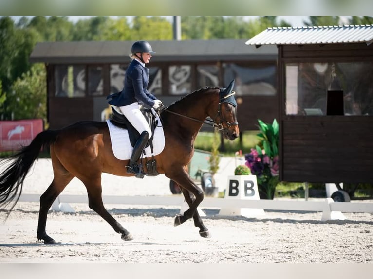 Other Breeds Mare 8 years in Rz&#x119;szyce