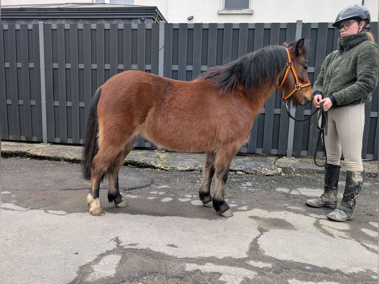 Other Breeds Mare 9 years 11,1 hh Brown in Morsbach