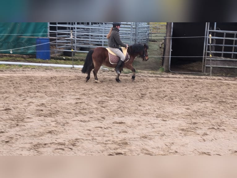Other Breeds Mare 9 years 11,1 hh Brown in Morsbach