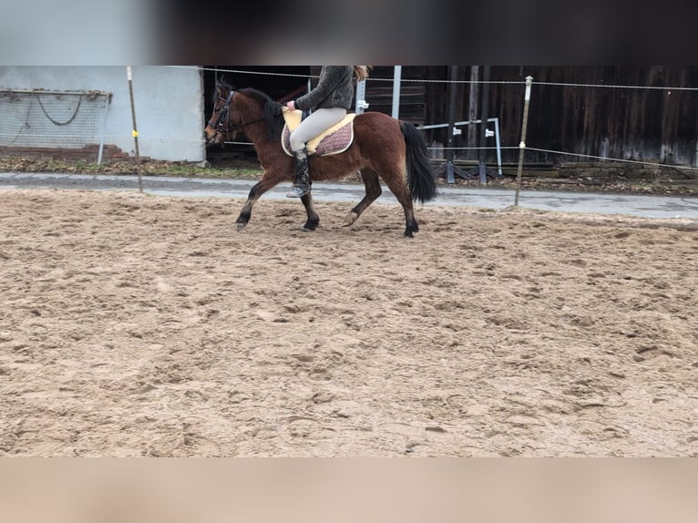 Other Breeds Mare 9 years 11,1 hh Brown in Morsbach