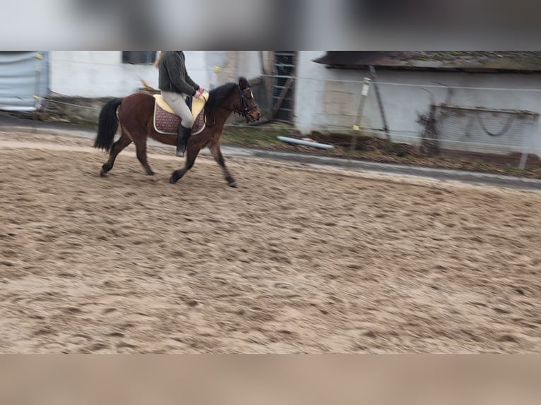 Other Breeds Mare 9 years 11,1 hh Brown in Morsbach