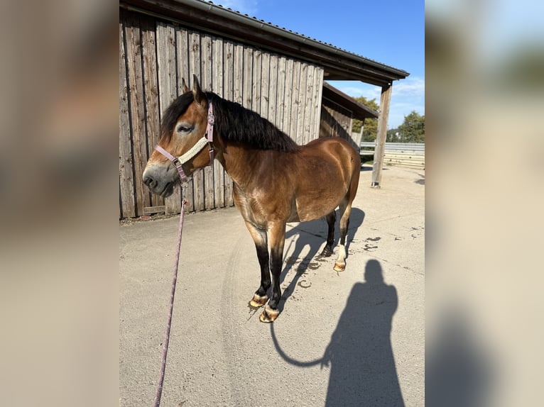 Other Breeds Mix Mare 9 years 14,1 hh Dun in Karlsruhe