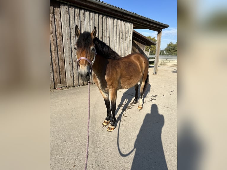 Other Breeds Mix Mare 9 years 14,1 hh Dun in Karlsruhe
