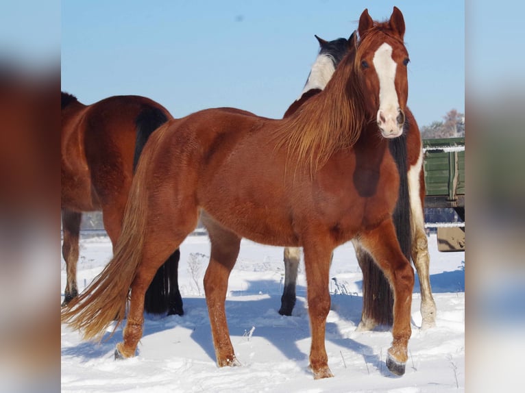 Other Breeds Mare 9 years 14,2 hh Chestnut-Red in Ribbesb&#xFC;ttel
