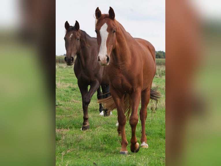 Other Breeds Mare 9 years 14,2 hh Chestnut-Red in Ribbesb&#xFC;ttel