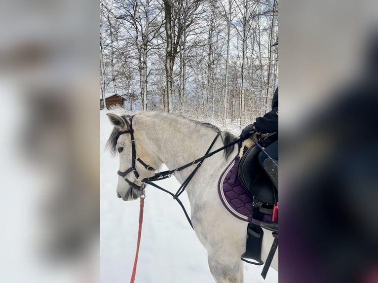 Other Breeds Mare 9 years 14.2 hh Grey in Gieboldehausen