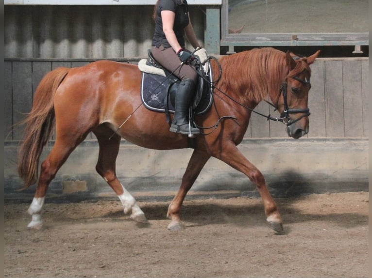 Other Breeds Mare 9 years 14,3 hh Chestnut-Red in Gießen