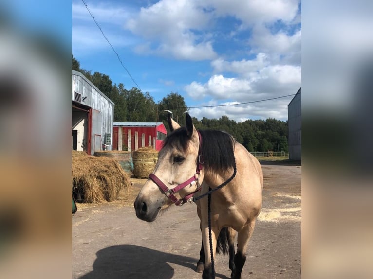 Other Breeds Mix Mare 9 years 14,3 hh Chestnut-Red in Tallinn