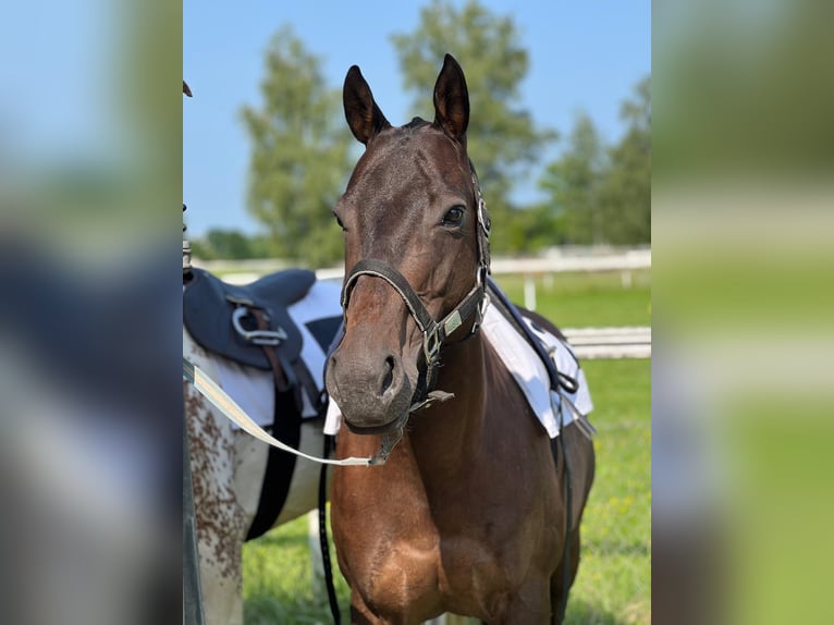 Other Breeds Mare 9 years 14 hh Bay-Dark in R&#xFC;thi
