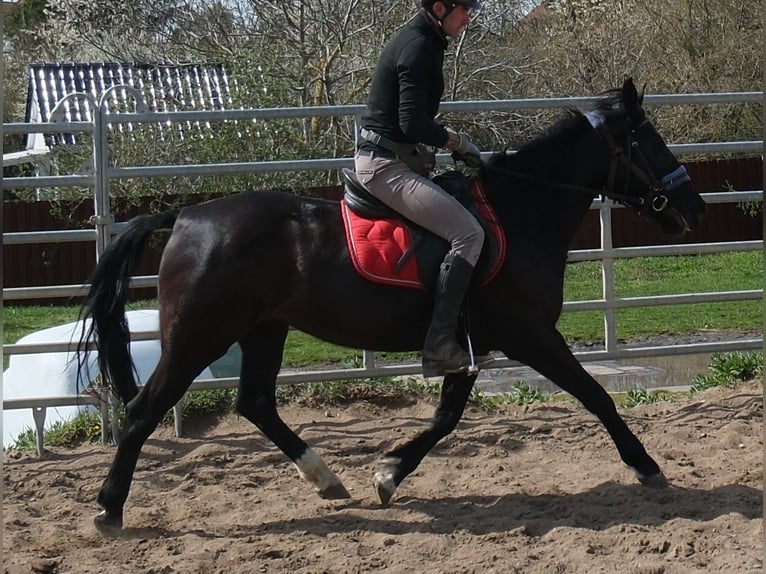 Other Breeds Mare 9 years 14,1 hh Black in Buttstädt