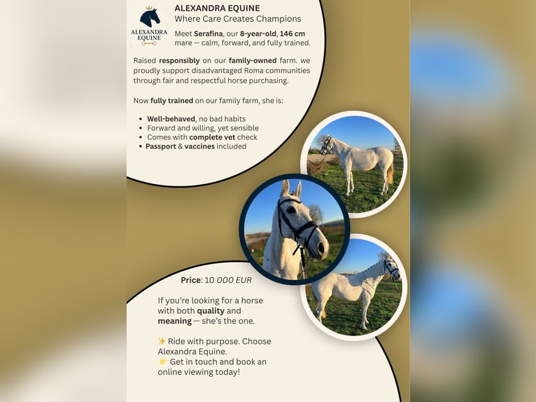 Other Breeds Mare 9 years 14,1 hh in Senovo