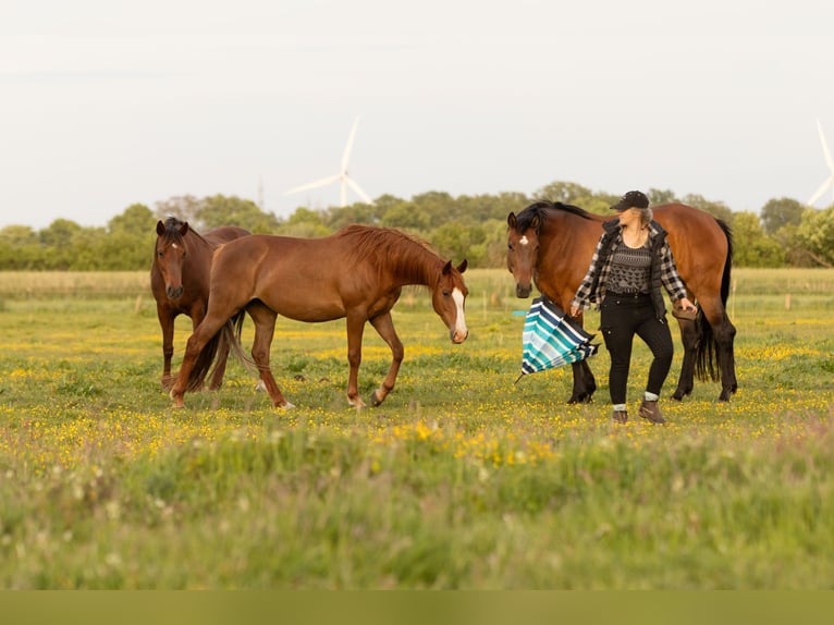 Other Breeds Mare 9 years 14,2 hh Chestnut-Red in Ribbesbüttel