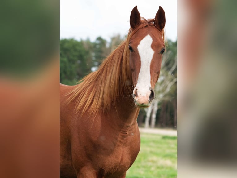 Other Breeds Mare 9 years 14,2 hh Chestnut-Red in Ribbesbüttel