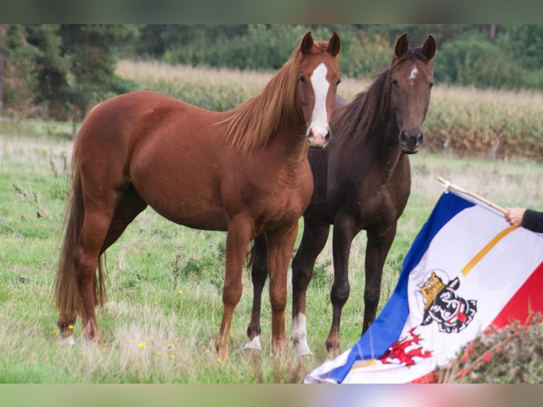 Other Breeds Mare 9 years 14,2 hh Chestnut-Red in Ribbesbüttel