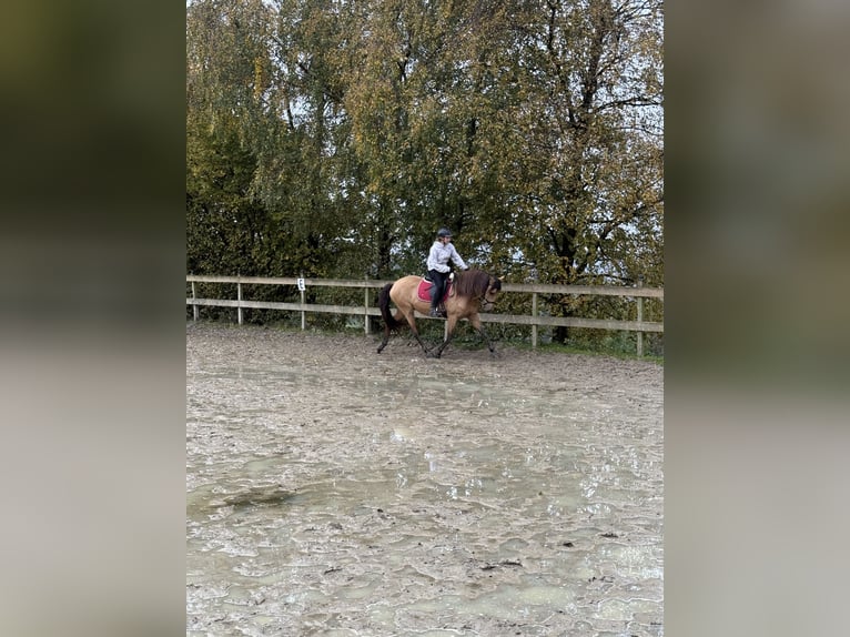 Other Breeds Mare 9 years 14,2 hh Dun in Radevormwald
