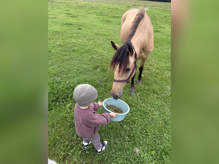 Other Breeds Mare 9 years 14,2 hh Dun in Radevormwald