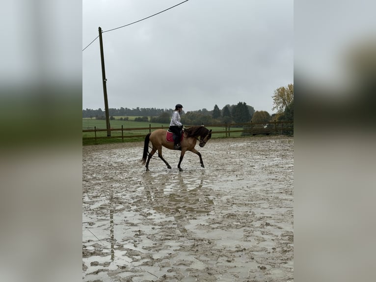 Other Breeds Mare 9 years 14,2 hh Dun in Radevormwald