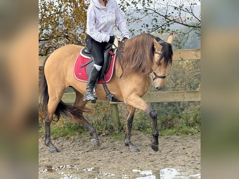 Other Breeds Mare 9 years 14,2 hh Dun in Radevormwald
