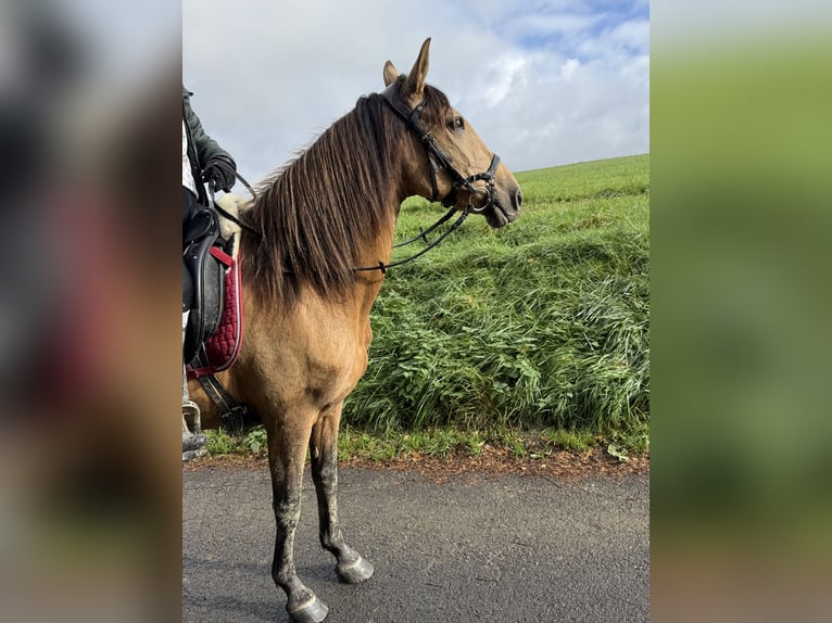 Other Breeds Mare 9 years 14,2 hh Dun in Radevormwald