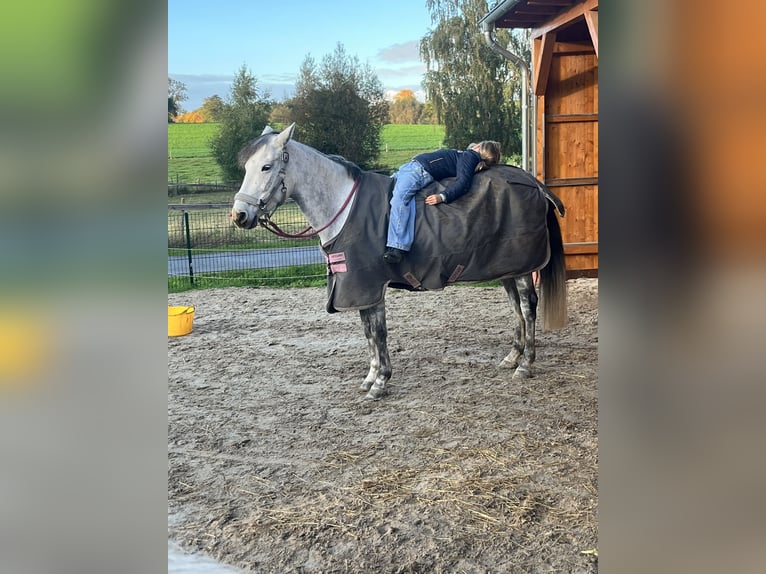 Other Breeds Mare 9 years 14,2 hh Grey in Gieboldehausen