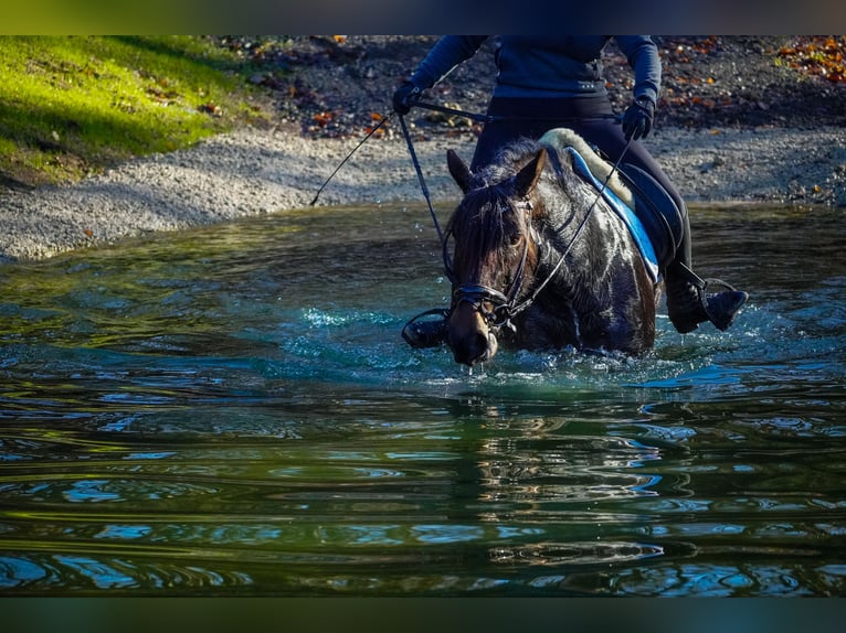 Other Breeds Mare 9 years 14,3 hh Roan-Blue in Nettersheim